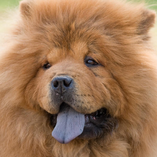 Best dog food for chow chow best sale